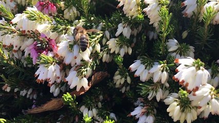Bee Pollination