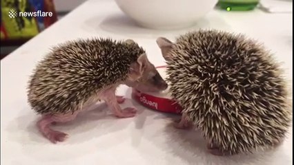 Baby hedgehogs rescued in Irbil, Iraq