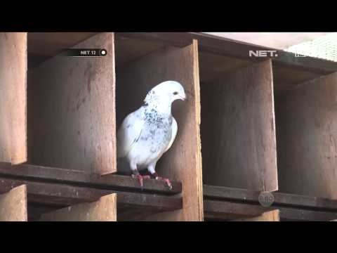 Komunitas Penggemar Merpati Pos di Bandung - NET12