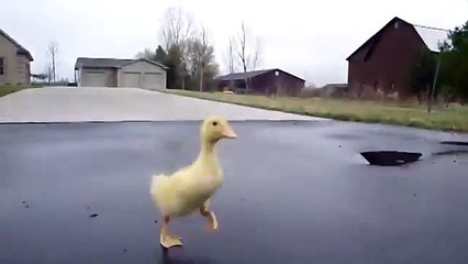 下载视频: Ce bébé canard suit cet homme à la trace ! Trop Mignon !