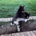 Husky puppies struggle with small step