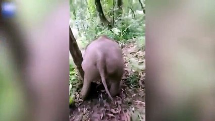 Baby elephant takes a ride down a slope on his stomach