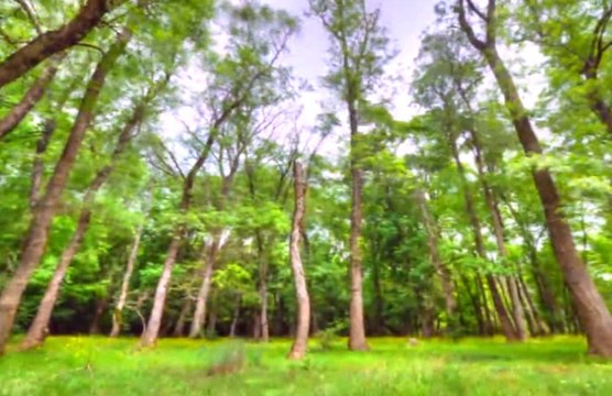 Iğneada Longoz Ormanlarının Tanıtım Filmi Hazırlandı