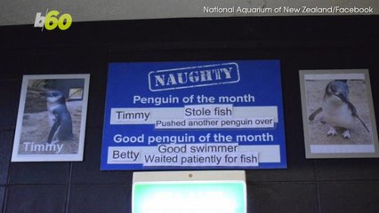This Aquarium Just Shamed Adorable ‘Naughty’ Penguin