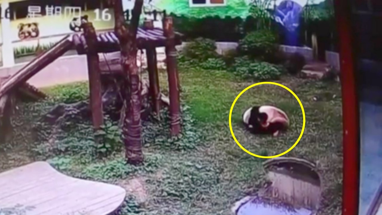 Il s'introduit dans l'enclos d'un panda géant