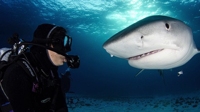 Meet Sea Hero Amanda Cotton