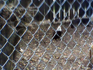 Eagles at Ohio State Fair