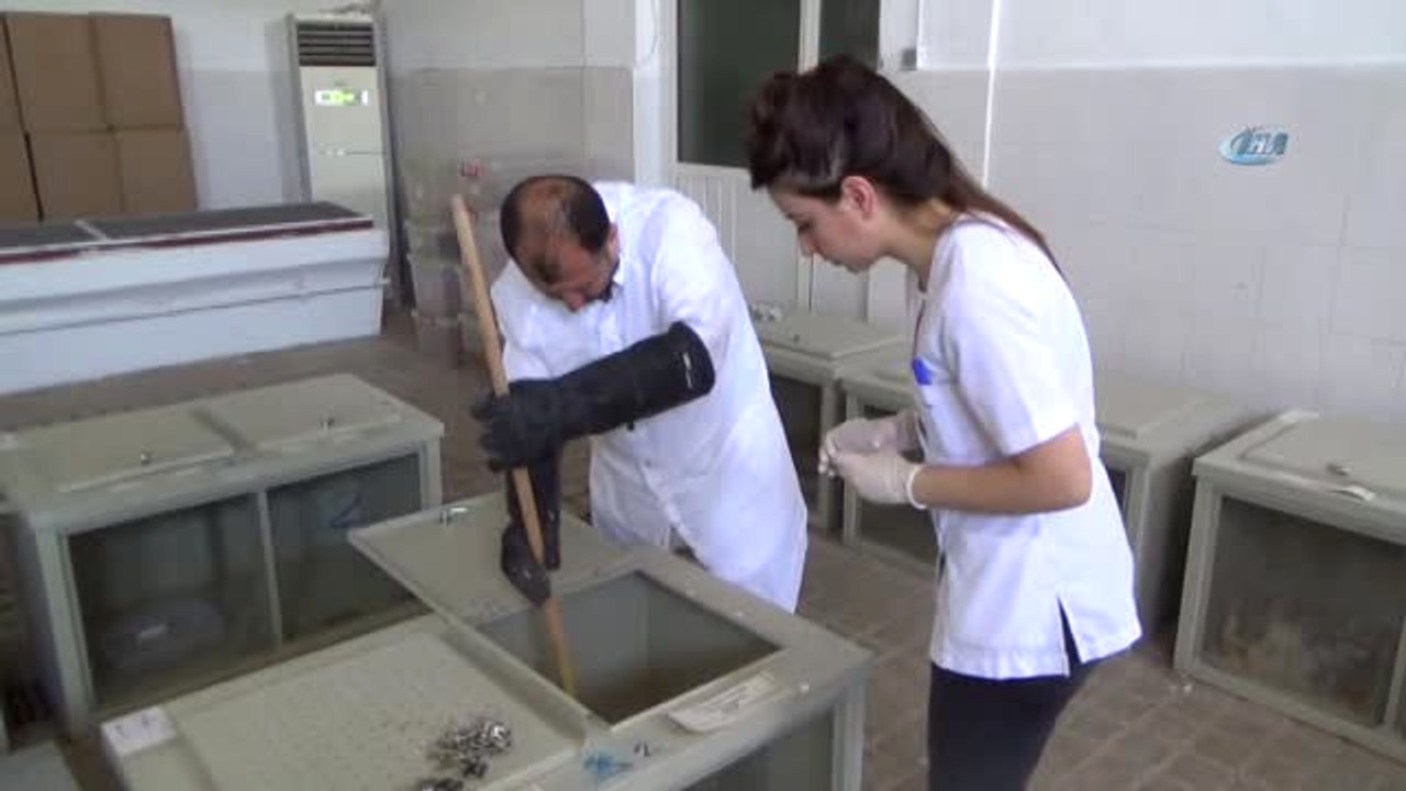 Safkan İngiliz ve Arap Atları Panzehir Üretiyor