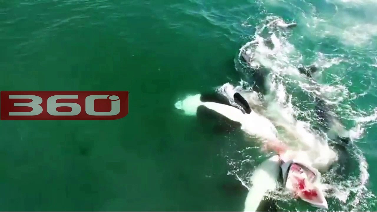 Filmohet një rast i rrallë/ Ja përleshja dramatike midis gjigantëve të detit (360video)