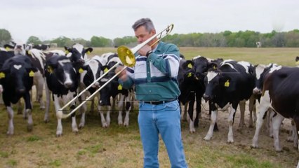 Флорида, крави уживаат во џез