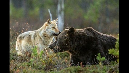 Friendship Between Wolf and Bear in Finland