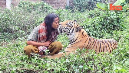 Tiger And Man Best Friends | Pet Bengal Tiger