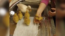 Ces poussins adorables vont prendre bain pour la premiere fois dans l'évier