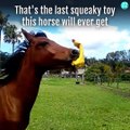 Ce cheval adore son nouveau jouet, un canard qui couine!