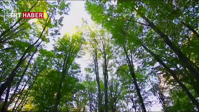 İğneada Longoz Ormanları havadan görüntülendi