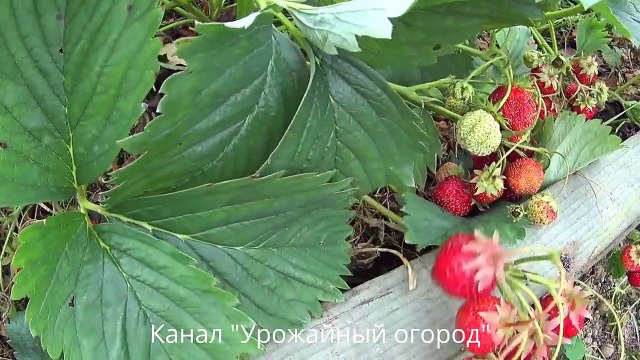 БОРНАЯ КИСЛОТА-ГЛАВНЫЙ СЕКРЕТ СУПЕР УРОЖАЯ КЛУБНИКИ!УХОД ВО ВРЕМЯ ЦВЕТЕНИЯ!