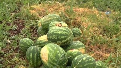 Karacabey'de Karpuz Hasadı Başladı