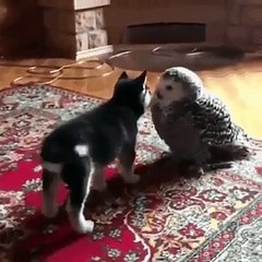 Yasak aşk mıdır ne.