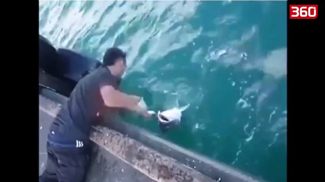 Ky është peshku më i madh i kapur ndonjëherë (360video)