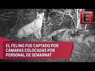 Descubren que puma devora el ganado en Actopan, Hidalgo