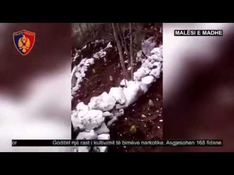 Ora News – Asgjesohen 168 bimë kanabis në stanet e Draganit, në kërkim kryeplaku