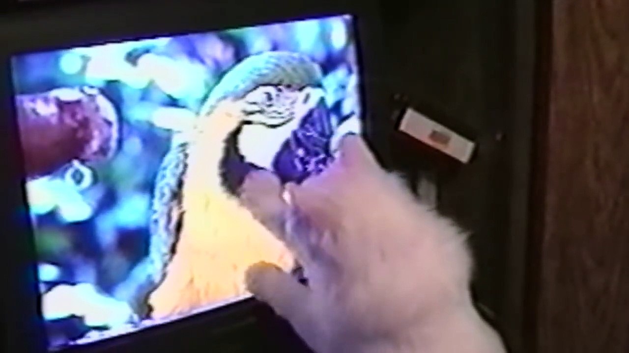 Animals vs. Technology