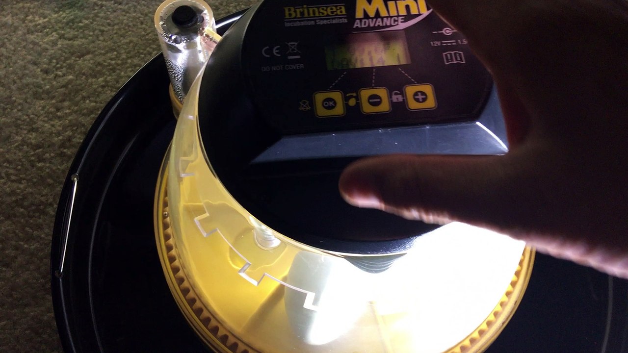 Day 15 -Duck Egg Candling -Khaki Campbell Duck Eggs - dealing with high temperature alarms today - Had to reset Brinsea Mini Advanced Incubator to Default Setttings