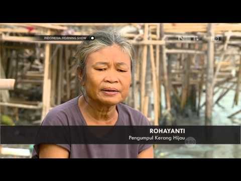 Kisah Cucu dan Nenek Pengumpul Kerang Hijau - IMS