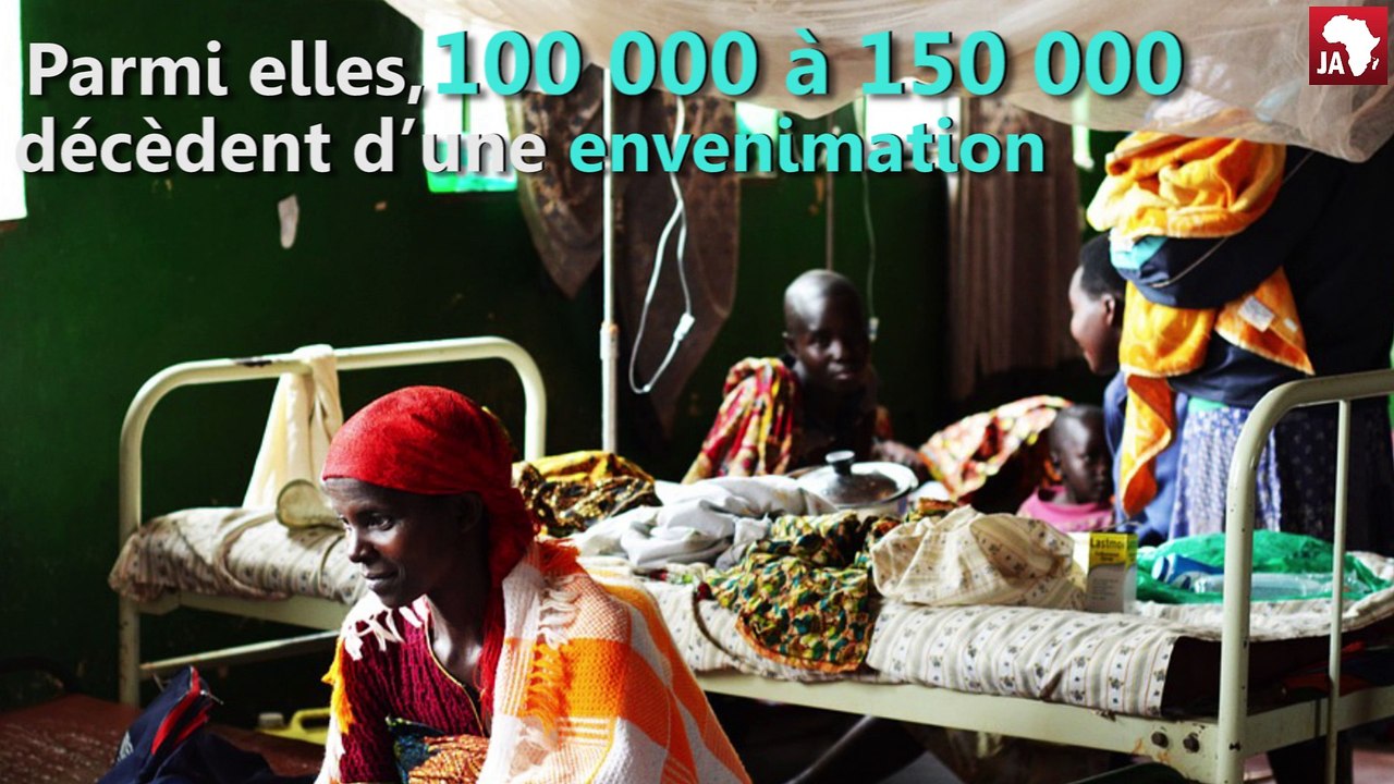 Les morsures de serpents, un fléau subsaharien