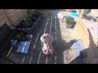 ''Sharky'' shark | Slowmotion| GoPro Hero+