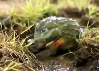 HER SEYİ YİYEN DEV KURBAGA