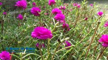 Seasonal Flower Of Bangladesh - Time Flower/ টাইম ফুল