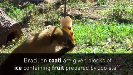 Coati and tigers get ice lollies to beat the Rome heat