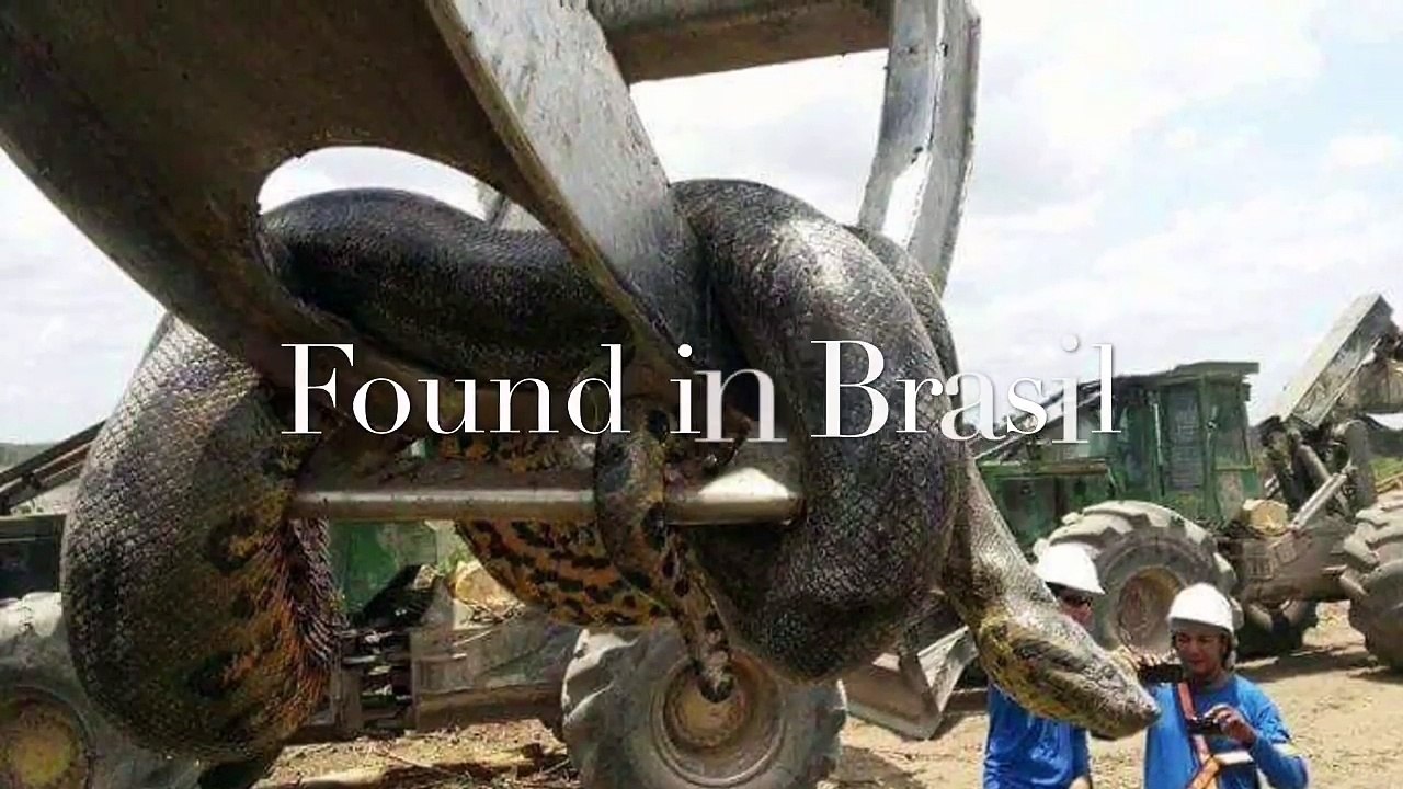 BIGGEST SNAKE IN THE WORLD! (RECORD)