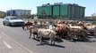 Report TV - Protesta e PD-së, çobani bllokon rrugën me bagëti në aksin Shkodër- Lezhë