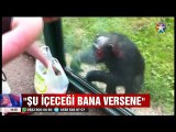 Akıllı Şempanzenin yiyecek istemesi ve yavru filin çamur keyfi