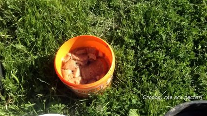 208. Готовим огурцы к большому урожаю