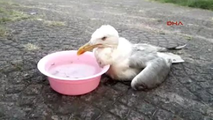 Sahilde Bulduğu Yaralı Martıya Sahip Çıkıp, Evine Götürdü