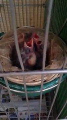 حلم  كل مربي للحسون / bèbès chardonneret Parva