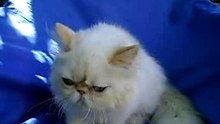 Grimper Yani - Persa red point hembra