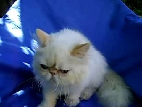 Grimper Yani - Persa red point hembra