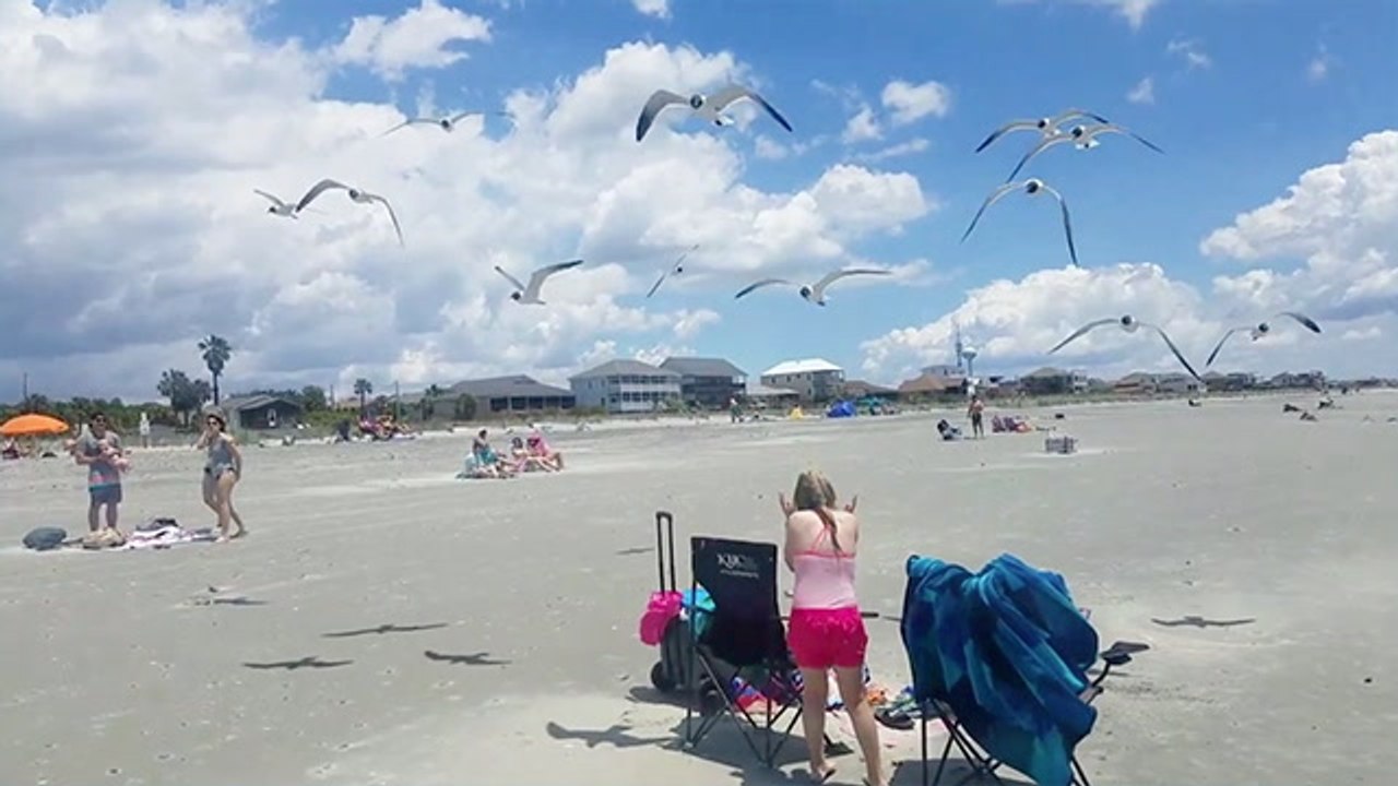 Seagulls! Terrors Of The Beach!