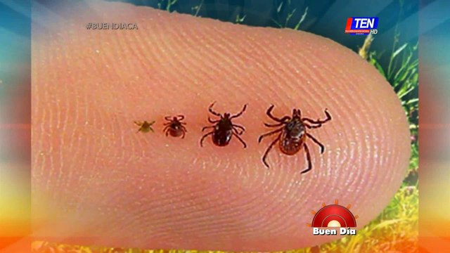 Consecuencias de las garrapatas en los perros