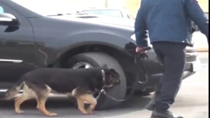 Report TV - Masat antikanabis, "blindohet" kufiri, shtohen qentë antidrogë