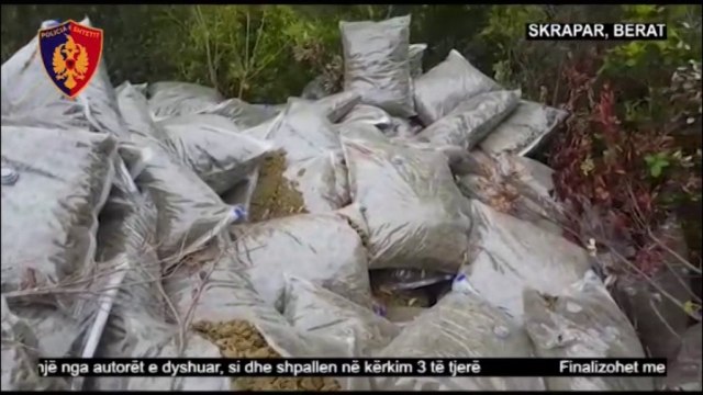 Ora News - Sekuestrohet sasi e madhe kanabisi në Berat, pesha deri në 2 ton