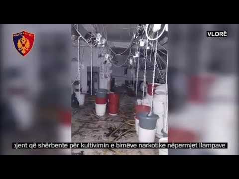 Ora News - Zbulohet laboratori i kultivimit të drogës me llampa elektrik