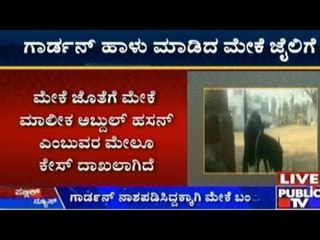 Sheep Detained For Mowing Judge's Garden