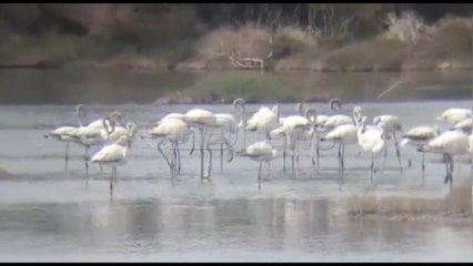 Ora News - Moratoriumi i gjuetisë rigjallëron parkun e Divjakës