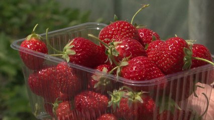 Hidajete Tafa, shembull e suksesit të gruas sipërmmarrëse në agrikulturë - Lajme