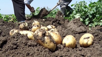 Patatja mbetet pa shitur - Top Channel Albania - News - Lajme